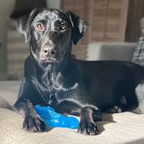 Thumbnail photo of Bandit #3