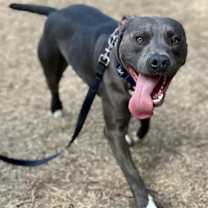 Thumbnail photo of Blu #1