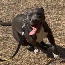 Thumbnail photo of Blu #2