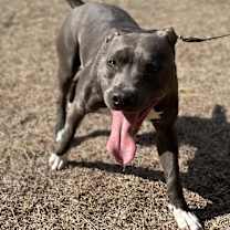 Thumbnail photo of Blu #4