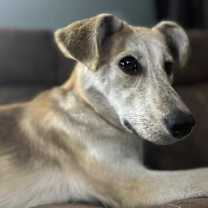 adopt-pet