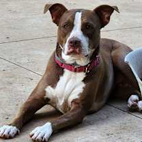 Thumbnail photo of Sweet Tea #2