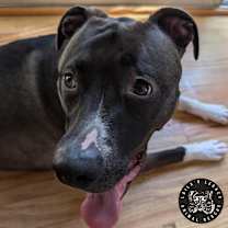 Thumbnail photo of Chelsea #4