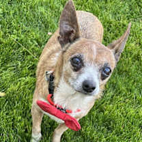 adopt-pet