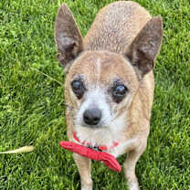 Thumbnail photo of Rusty #2