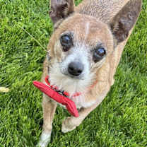 Thumbnail photo of Rusty #3