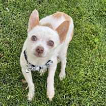 adopt-pet
