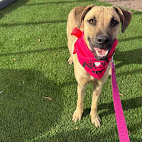 adopt-pet