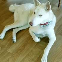 adopt-pet