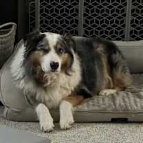 Thumbnail photo of Rebel (cp) #2