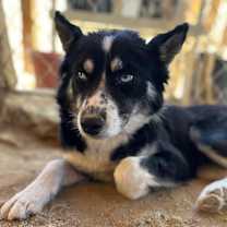 Thumbnail photo of Cheyenne #2