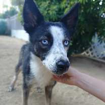 Thumbnail photo of Shadow #1