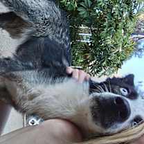 Thumbnail photo of Shadow #3