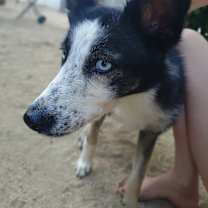 Thumbnail photo of Shadow #4