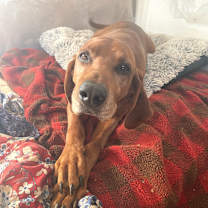 Thumbnail photo of Mr Bones #1