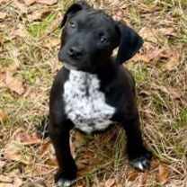 Thumbnail photo of Pepper #1