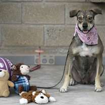 Thumbnail photo of Lola #4