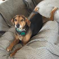 Thumbnail photo of Bailey #1