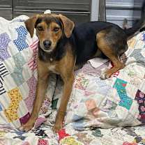 Thumbnail photo of Bailey #4