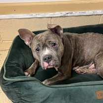 Thumbnail photo of Chrissy #3