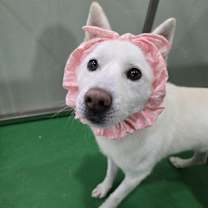 adopt-pet