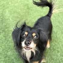 adopt-pet