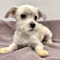 Thumbnail photo of Dylan #2