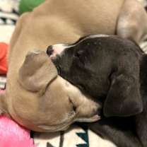 Thumbnail photo of Luigi #2