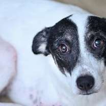 Thumbnail photo of Nakoa (3-legs) #1