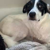 Thumbnail photo of Nakoa (3-legs) #2