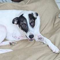 Thumbnail photo of Nakoa (3-legs) #3