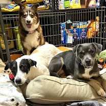 Thumbnail photo of Nakoa (3-legs) #4