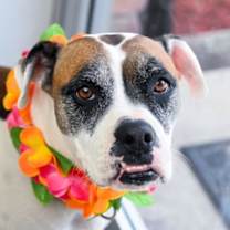 Thumbnail photo of Farina #3