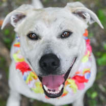 Thumbnail photo of Dune #2