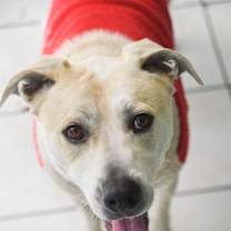 Thumbnail photo of Dune #3