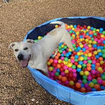 Thumbnail photo of Dune #4