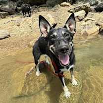 Thumbnail photo of Sibby #4