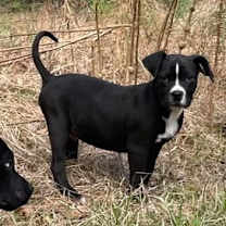 Thumbnail photo of Ollie #3