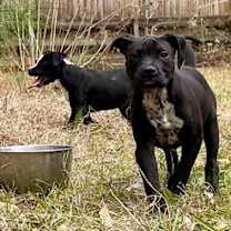 Thumbnail photo of Pepper #4