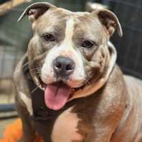 Thumbnail photo of Bulma #1