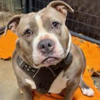 Thumbnail photo of Bulma #3