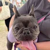 adopt-pet