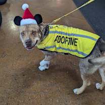 Thumbnail photo of Mr. Biggie #4