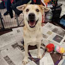 Thumbnail photo of Hondo JuM #1