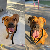 adopt-pet