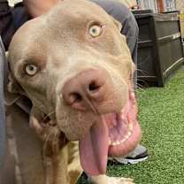 Thumbnail photo of Thomas #3