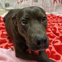 Thumbnail photo of Cheyanne #3