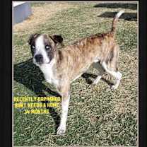 Thumbnail photo of Burt #4