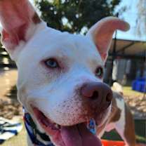 Thumbnail photo of Caine #3