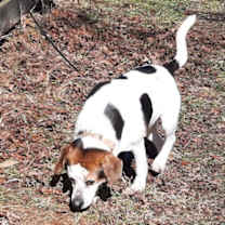 Thumbnail photo of Bailey #2